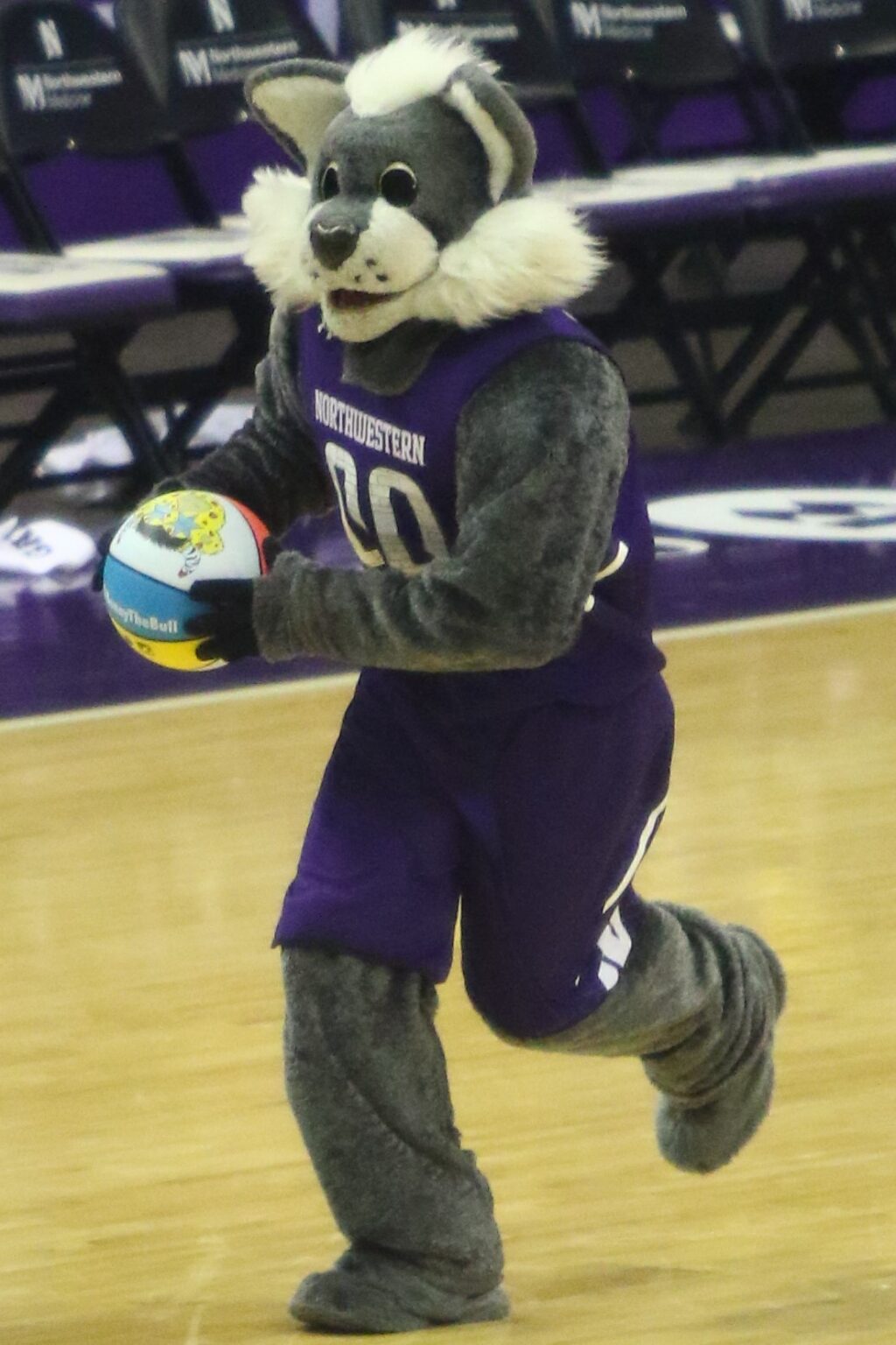 Former Willie The Wildcat Student Mascot Reflects On Days In The Fur ...